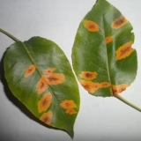 Crvene tačke na listovima kruške - kako se boriti i kako obraditi